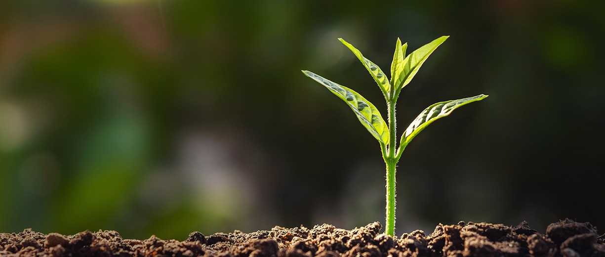 Sustainability
